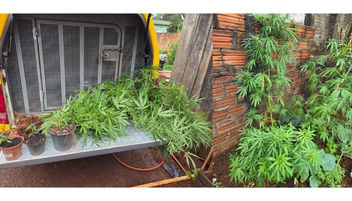 Três Barras – 31 pés de maconha são apreendidos pela PM